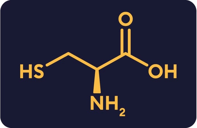 l cystein